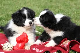 Seeing that they were herding dogs, they need to keep up that same amount of energy exertion. 3 Things To Know About Border Collie Puppies Greenfield Puppies