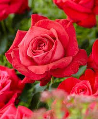 Check spelling or type a new query. 14 Idee Su Fiori Rossi Fiori Rossi Fiori Fiori Da Bulbo