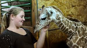 The last thing we did at adirondack animal land was take a ride on the safari. Autumn Arrives Twice On Sunday