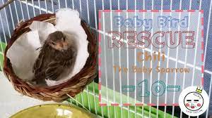 Plain baby shampoo is probably one of the best and simplest to use: Baby Bird Rescue Water Bath Youtube