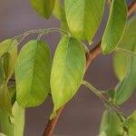 Image result for Marquesia macroura