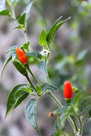 And there are a few dictionaries for all that, there's chile the country, and then chile the pepper, which can also be a chili or chilli. Pequin Pepper Wikipedia