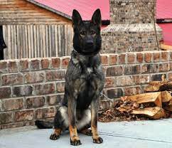 Canine Protection Dog For Your Home German Shepherd Dogs Sable German Shepherd Black German Shepherd