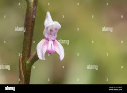 Image result for Disa aconitoides