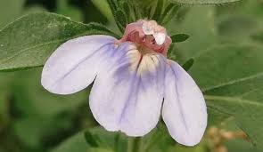 Image result for Justicia petiolaris