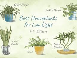 Can tolerate low light on rotation.(maximum 3 months out of every 9). Low Light Indoor Plants For Your Home