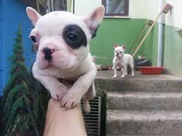 French Bulldog Istanbul Fiyatlari Ikinci El Sifir Kiralik Ilanlar