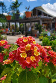 Professional landscape design & installation services in washington, pa custom landscapes can improve curb appeal by bringing a sense of tranquility and beauty to your yard. Home Holly Days Nursery Garden Center Landscaping
