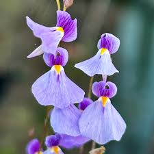 Image result for Utricularia sp.no.1