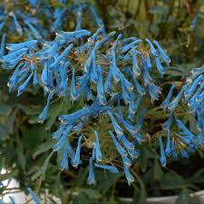 Image result for Corydalis