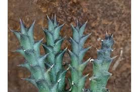 Image result for Orbea carnosa