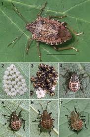 Brown Marmorated Stink Bug Brown Marmorated Stink Bug Stink Bugs Plant Pests