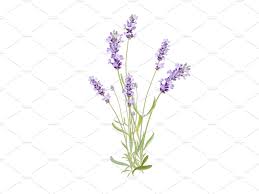 Wildflowers Lavender Wild Flowers Flower Clipart Lavender
