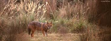 It features edward fox, terence alexander, michel auclair, alan badel, tony britton, cyril cusack, maurice denham. Wwf Jackal