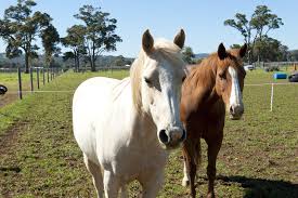 Which plants can be fertilized with horse manure depends on their condition. Manure Management On Small Properties Agriculture And Food
