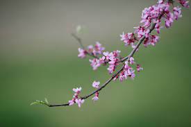 Blush pink blossoms open before deep purple leaves appear, releasing a delicate fragrance. What Are Those Purple Flowering Trees Native Redbud Or Invasive Paulownia