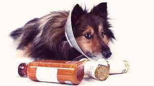 When buying cannabis or related products discretion, privacy, and speed are all important aspects we as consumers look for. Can I Buy Canadian Pet Meds Petcarerx