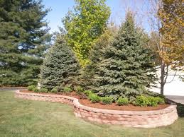 Raised Landscape Bed Large Colorado Blue Spruce Tree Stone Blue Tree Landscaping Backyard Landscaping Patio Landscaping