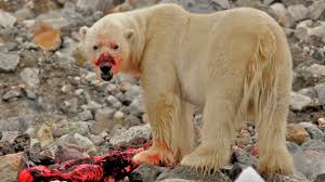 And canada, bears hibernate as long as 8 months without moving from their den. Polar Bears Don T Hibernate So Screw Polar Bears Grist
