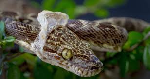 Snake Shedding Ecdysis And Dysecdysis In Snakes Petcoach Like other lizards, the common wall lizard sheds its skin when it outgrows it. snake shedding ecdysis and dysecdysis