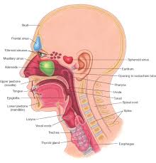 nose and throat diagram get rid of wiring diagram problem