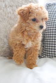 We have maltipoo puppies for sale all over michigan and the surrounding areas within our preferable pups family of breeders. Ranger The Apricot Maltipoo Puppy Maltipoo Puppy Puppies Labradoodle Puppy