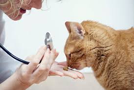 The newburgh store is much more spacious and orderly since the remodelling. Get Pets Vaccinated Newburgh Low Cost Vaccine Clinic October 19th