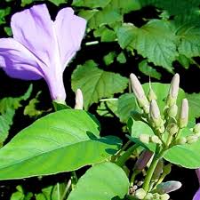 Image result for Ipomoea carnea