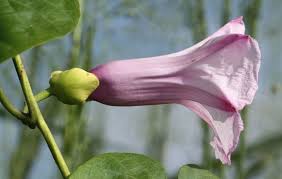 Image result for Stictocardia