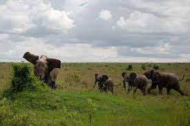 Incredible Moment Elephant Throws 500kg Buffalo Into The Air Like A Rag Doll World News Mirror Online