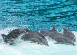 Four Gray Dolphins Photo Free Animal Image On Unsplash In 2020 Dolphin Photos Animals Images Dolphins