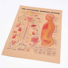The Human Body Autonomic Nervous System Structure Diagram Picture Vintage Kraft Paper Poster 42x30cm Frd013