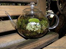 Actiuni ceai licheni de piatra: Ceaiul Din Licheni De Piatra Un Bun Remediu In Tratarea Tusei Si Nu Numai