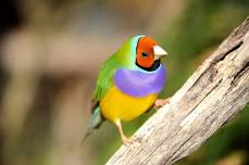 August Meeting — Hawkesbury Finch Club
