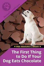 The First Thing To Do If Your Dog Eats Chocolate Dog Ate Chocolate Your Dog Dog Help