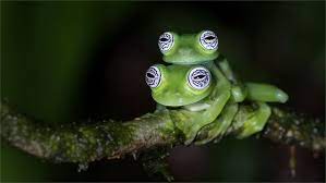 47 Glass Frog Ideas Glass Frog Frog Frog And Toad