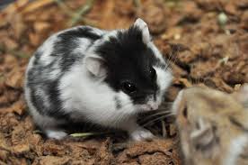 Are Black And White Syrian Hamsters Rare Mottled Rcd Dwarf Hamster Cute Small Animals Cute Hamsters