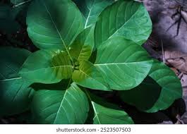 Image result for Hymenodictyon parvifolium