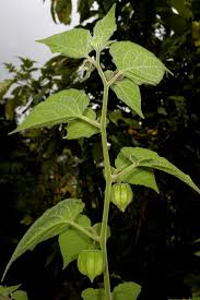 Image result for Physalis lagascae