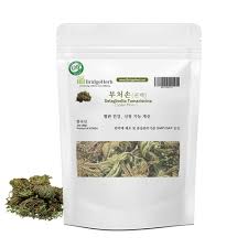 Image result for Selaginella nivea