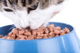 As for the cats not liking cold food, stir in a little bit of hot water to bring the food to room temps. The Best Wet Cat Foods Of 2021 Pet Life Today