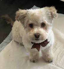 Introducing new dog named Terp