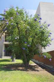Palo verde was designated the official state tree of arizona in 1954; Find Trees Learn University Of Arizona Campus Arboretum