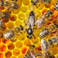 As san diego home pest control experts, we can help remove these unwanted intruders and help stop them from returning. Best Exterminator Pest Control In San Diego Adios Pest Control