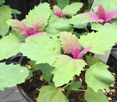 Image result for Dialium schlechteri