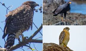 Two hawks from different species mated to create rare hybrid chicks,  baffling experts | Daily Mail Online