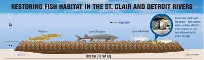 new spawning reefs to boost native fish in st clair river