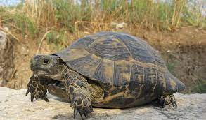 Tortoise Facts Life Span Diet Habitat Information