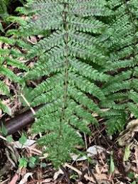 Image result for Thelypteridaceae