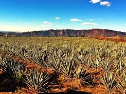 Tequila Jalisco Mexico Viajes En Mexico Jalisco Jalisco Mexico